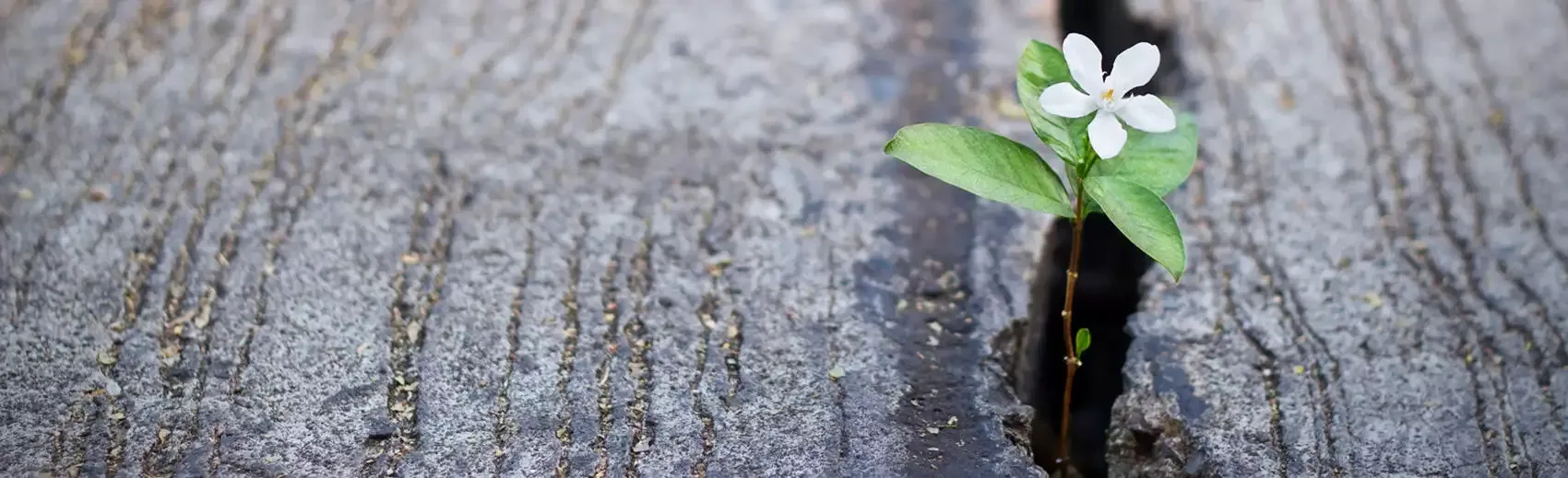 Gestion des Emplois et des Parcours Professionnels (GEPP)