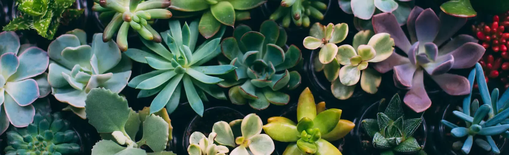 Recherches d’alternatives industrielles